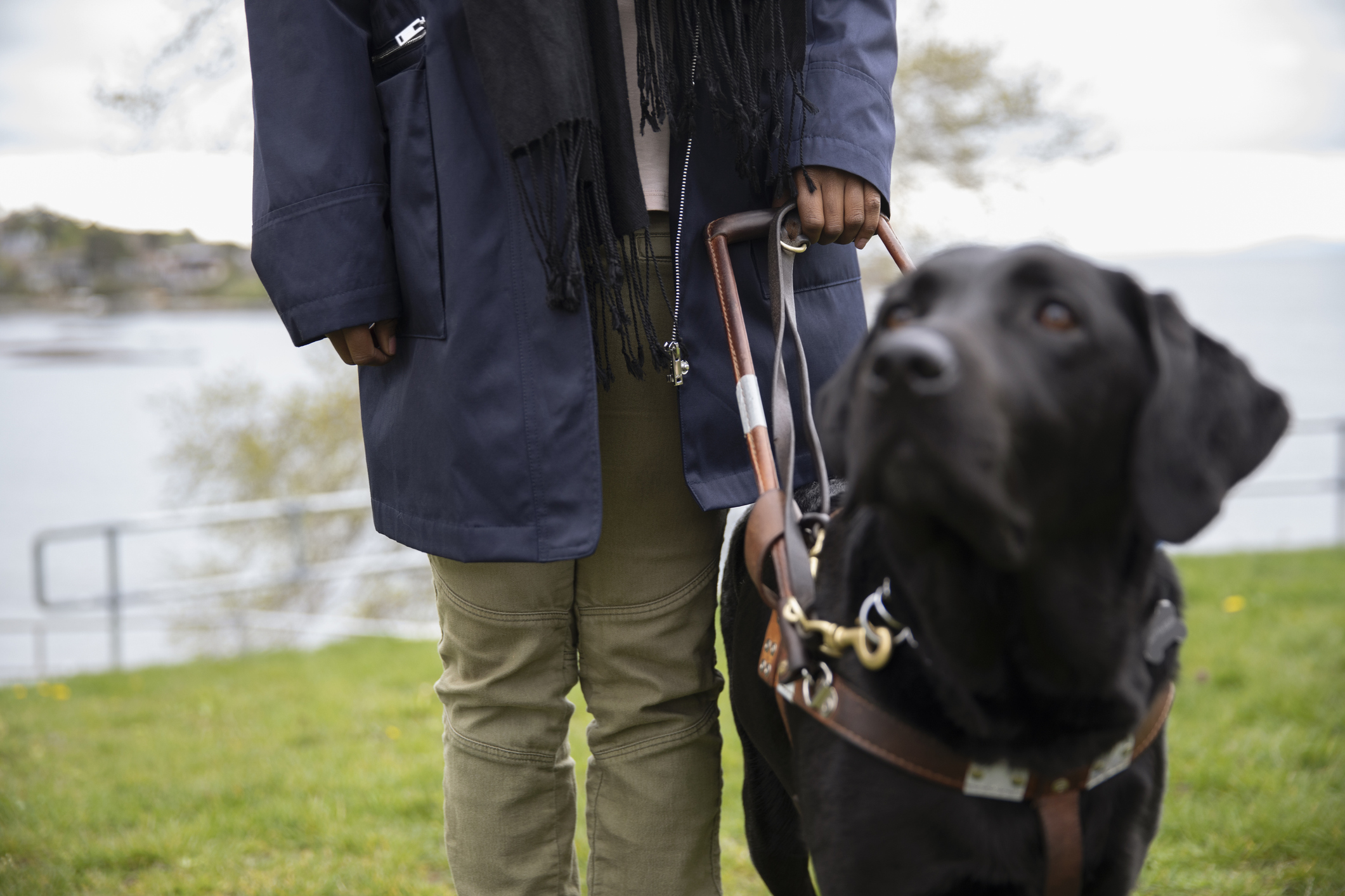 Top 3 Questions Regarding Service And Emotional Support Animals In Your Business Findlaw