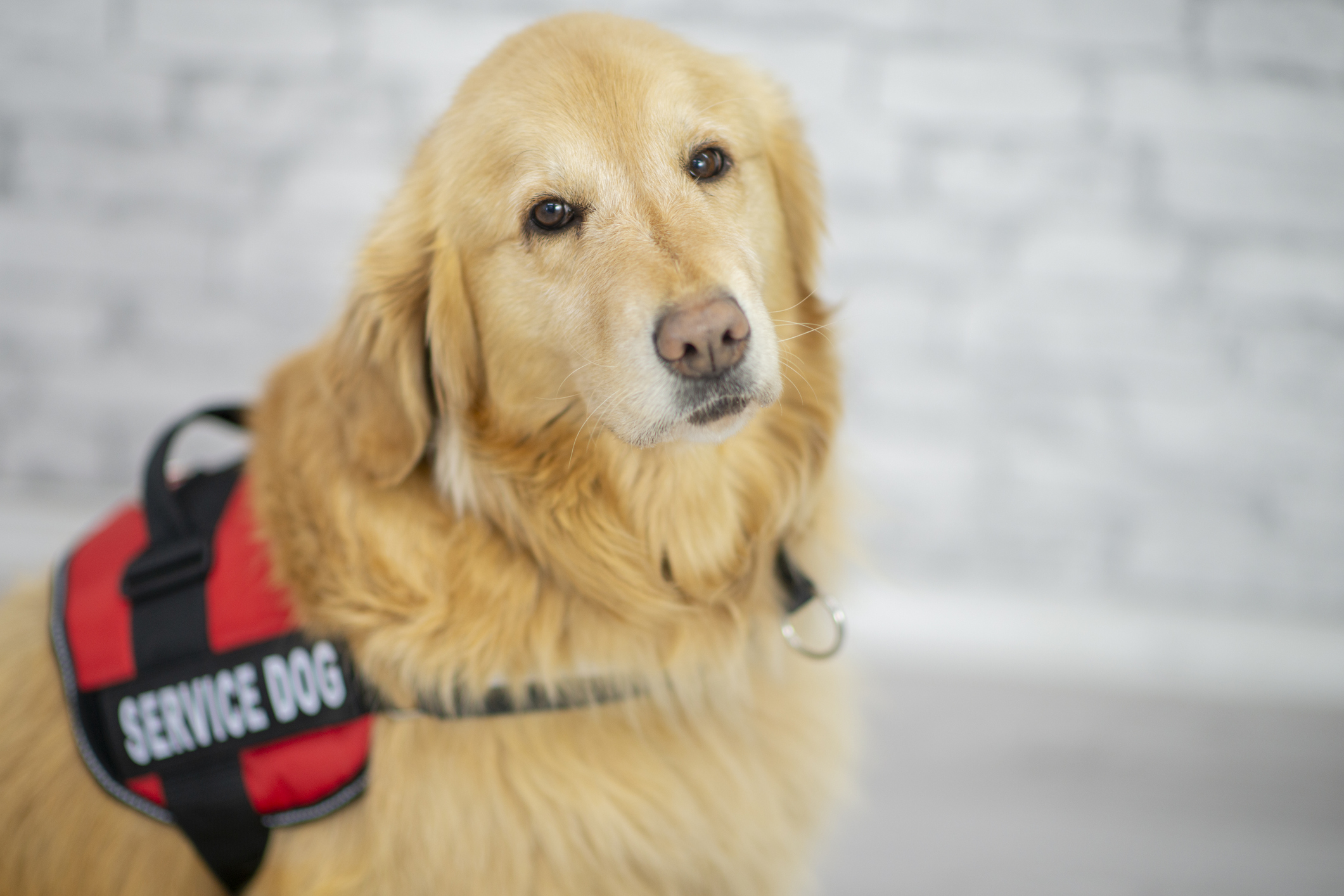 A service dog sitting and wearing a "service dog" vest