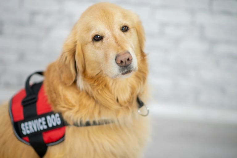 how much does it cost to get a service dog for anxiety