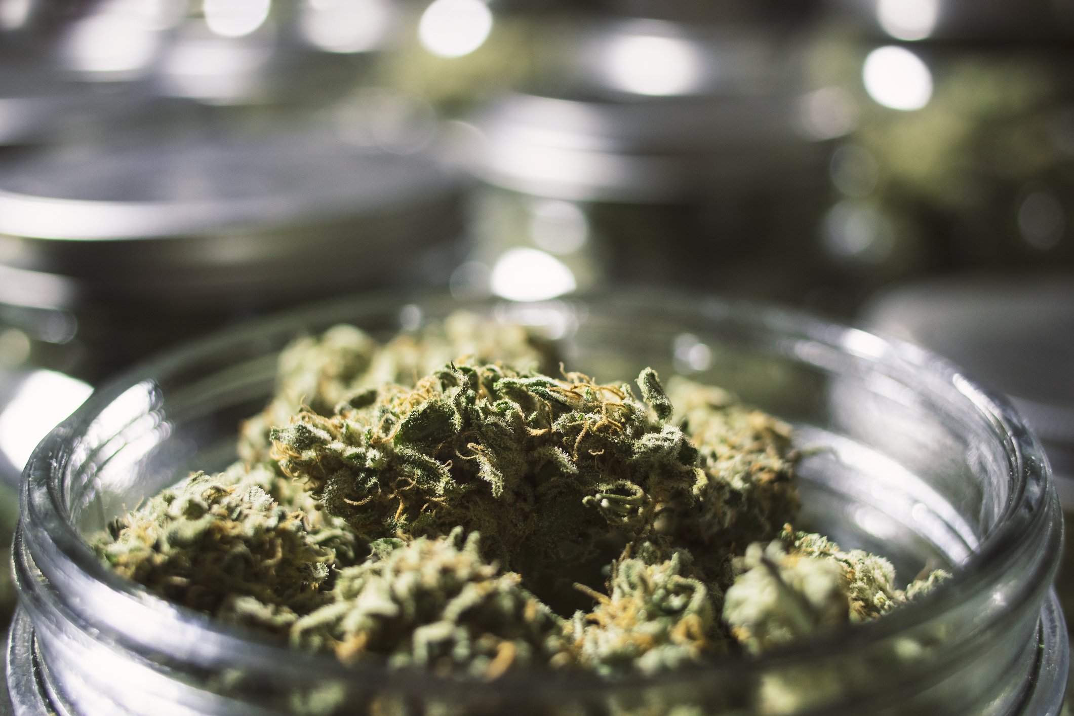 The People Want Weed Pot