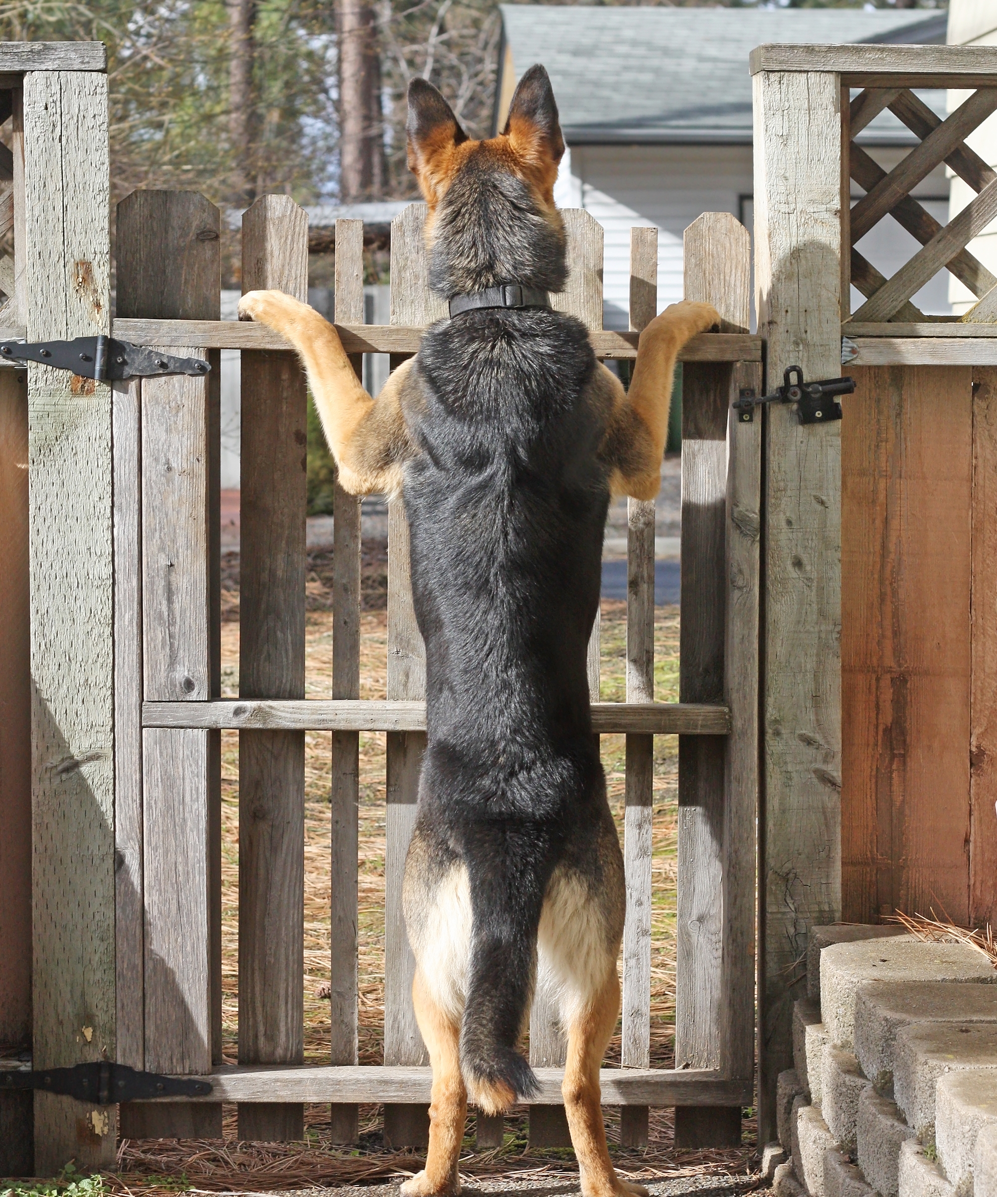 neighbor dog bark control